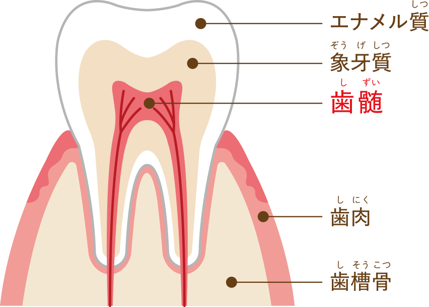 歯髄の役割とは？