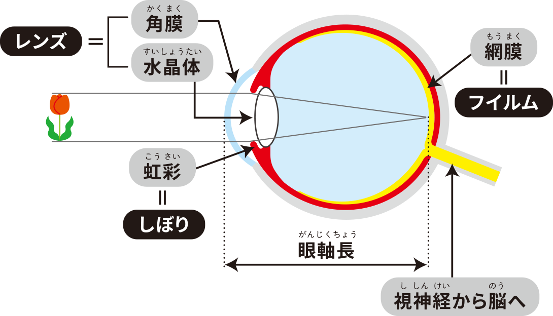 ものが見える仕組み